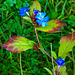 20210909 2822CPw [D~LIP] Bleiwurz (Ceratostigma plumbaginoides), Bad Salzuflen