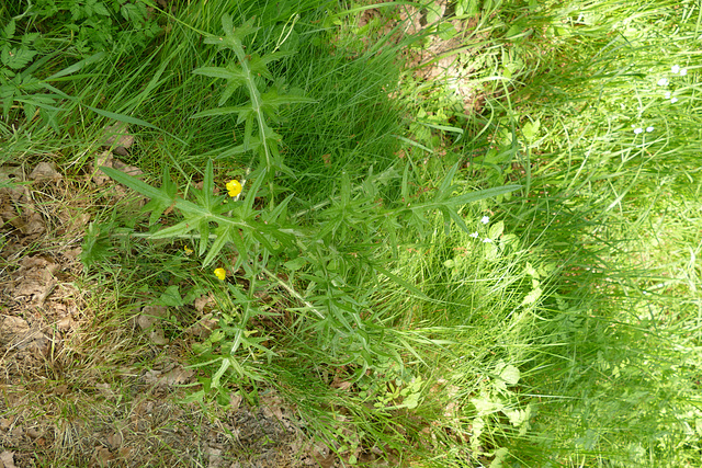 Fragile bouton d'or et son garde du corps !