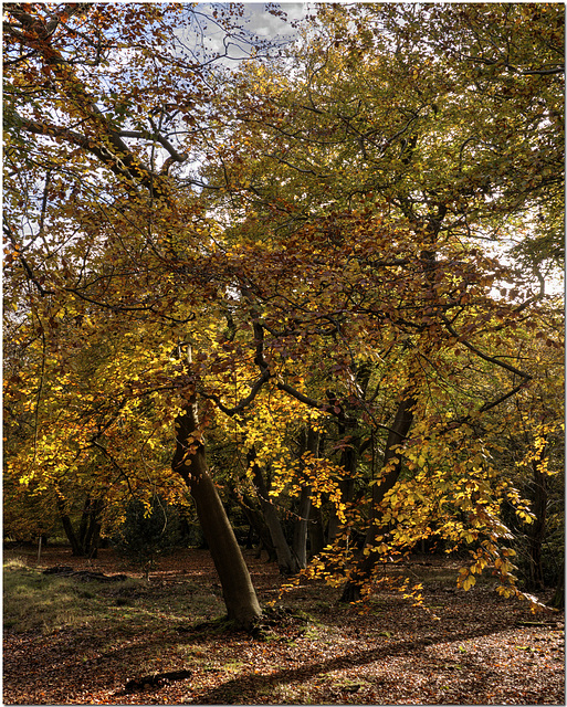 Burnham Beeches