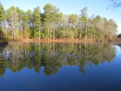 Pond reflections