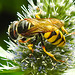 20230722 2866CPw [D~LIP] Mannstreu, Bienenwolf (Philanthus triangulum), BS