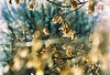 Winter maple