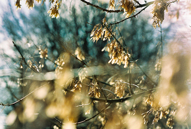 Winter maple