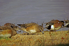 American Widgeons