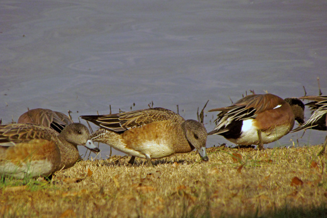 American Widgeons