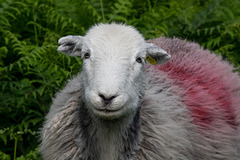 Herdwick