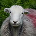 Herdwick