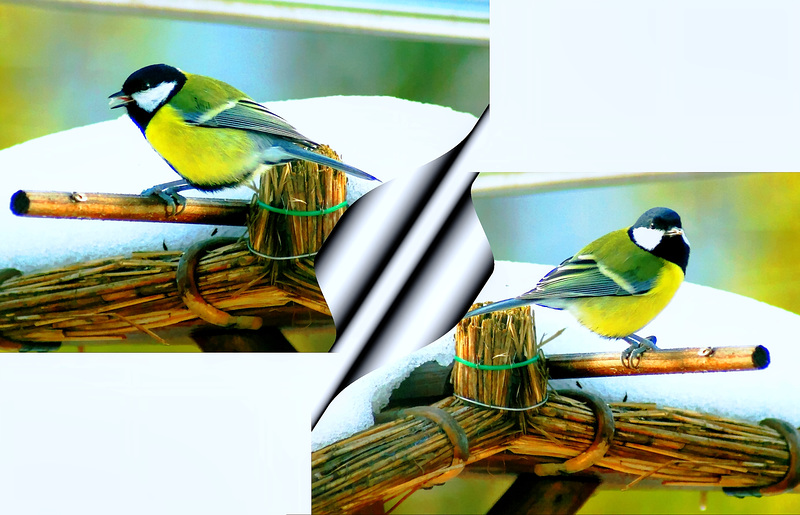 Kohlmeise (Parus major). ©UdoSm