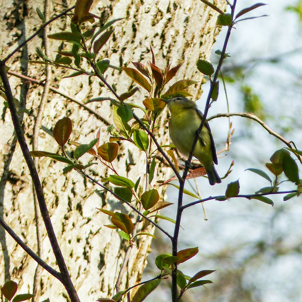 Day 3, Philadelphia Vireo / Vireo philadelphicus, Pt Pelee, Ontario