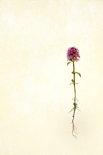 thyme