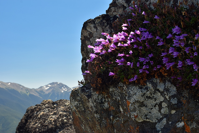 Penstemon