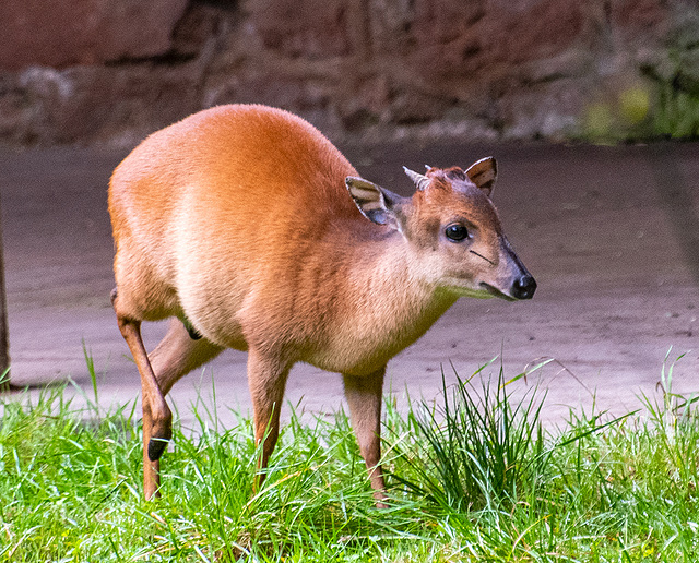 Forest duiker antelope