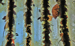 Autumn Debris And Muck On Corrugated Roof........ Garden Centre