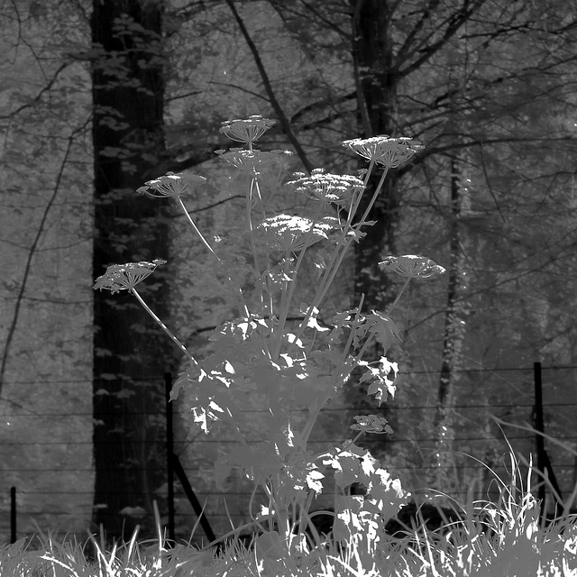 Cow parsley