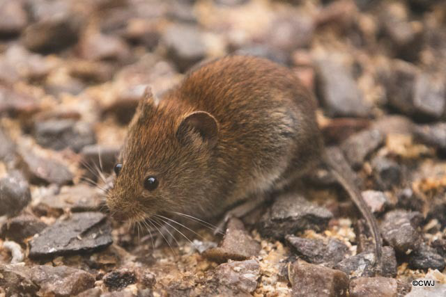 Field mouse, hoovering up the seeds under the bird feeders