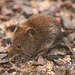 Field mouse, hoovering up the seeds under the bird feeders