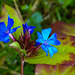 20210909 2823CPw [D~LIP] Bleiwurz (Ceratostigma plumbaginoides), Bad Salzuflen