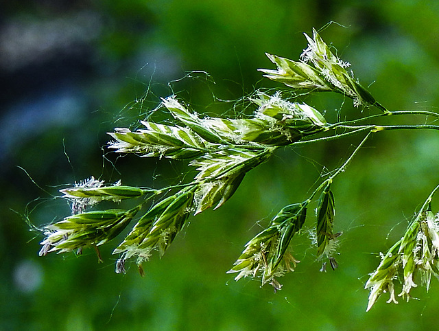20230605 0622CPw [D~LIP] Wiesen-Rispengras (Poa pratensis agg), Bad Salzuflen