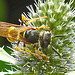 20230722 2867CPw [D~LIP] Mannstreu, Bienenwolf (Philanthus triangulum), BS
