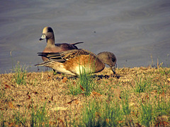 American Widgeons