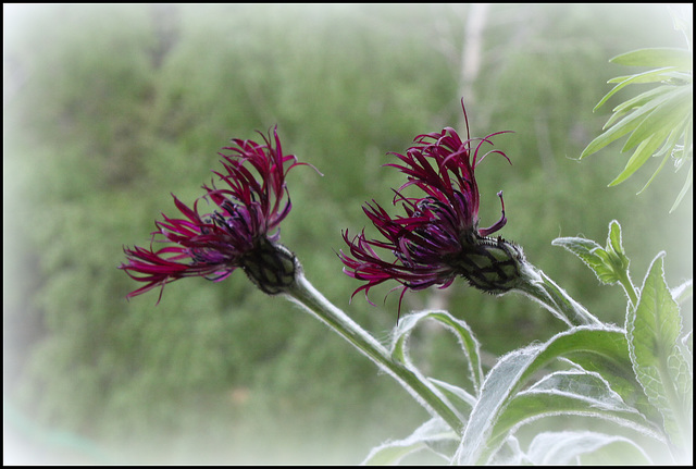 Centaurea montana 'Jordy'