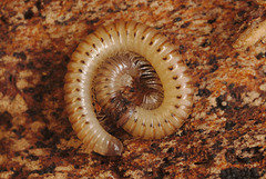 EF7A9338Milliepede