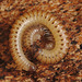 EF7A9338Milliepede