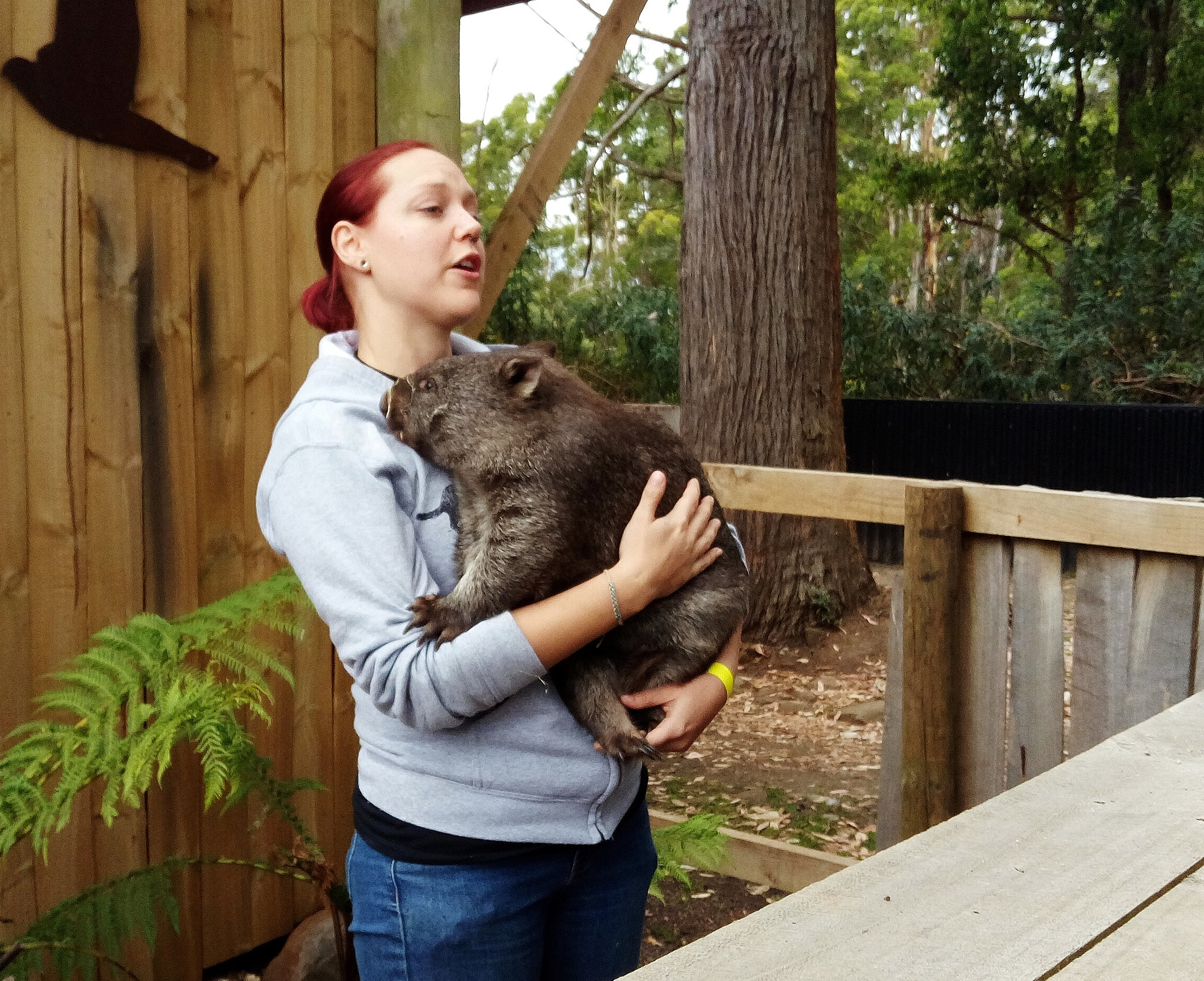 Waddles the wombat ambassador