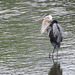 Great Blue Herons