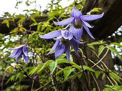 20170428 0711CPw [D~LIP] Waldrebe (Clematis), UWZ, Bad Salzuflen