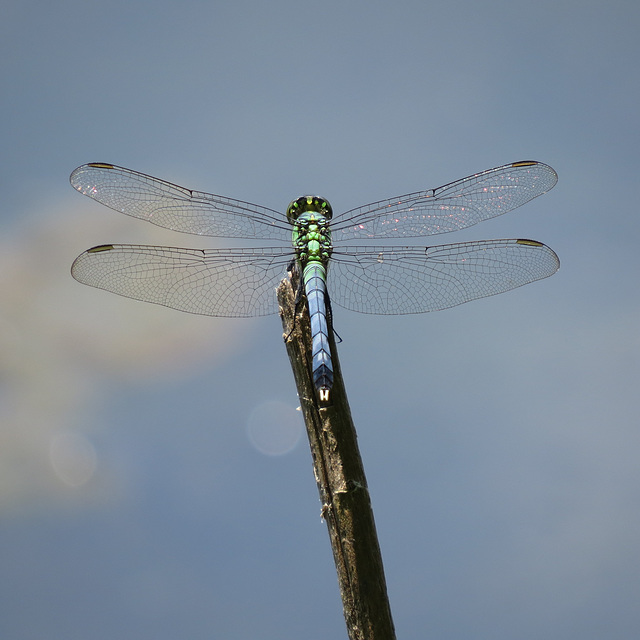 Swift long-winged skimmer