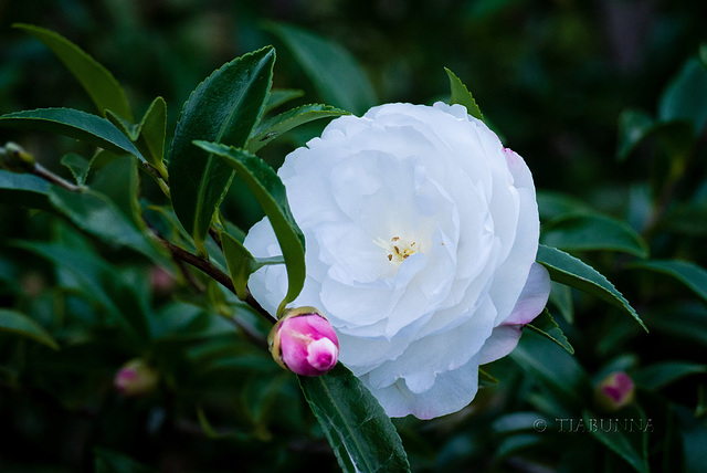 Flowering furiously