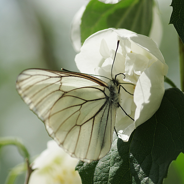 Aporia @ Philadelphus