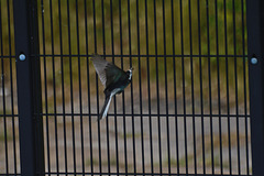 Pied Wagtail 5