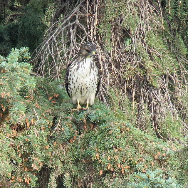 Broad-winged Hawk