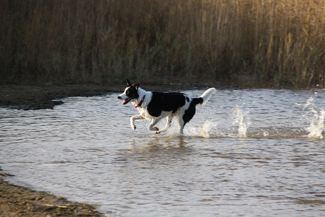 Dog wash