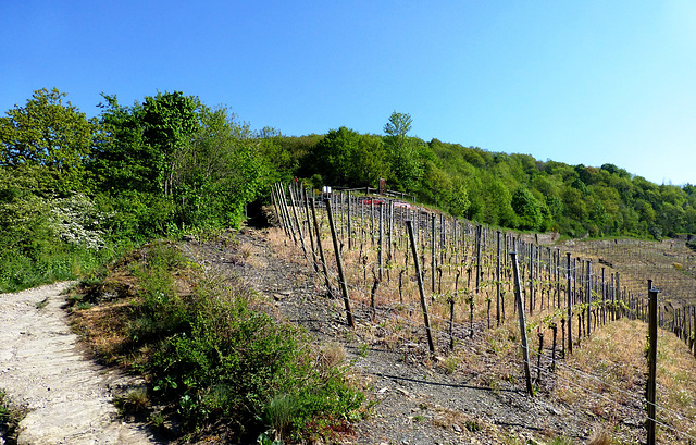 DE - Altenahr - Weinberge