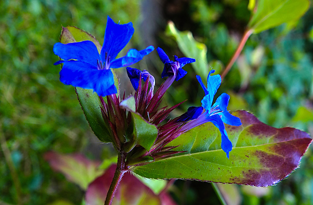 20210909 2824CPw [D~LIP] Bleiwurz (Ceratostigma plumbaginoides), Bad Salzuflen