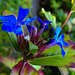 20210909 2824CPw [D~LIP] Bleiwurz (Ceratostigma plumbaginoides), Bad Salzuflen