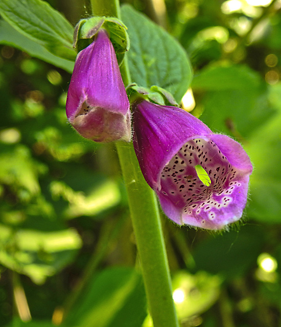 20230605 0624CPw [D~LIP] Roter FINGERHUT (Digitalis purpurea), Bad Salzuflen