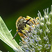 20230722 2868CPw [D~LIP] Mannstreu, Bienenwolf (Philanthus triangulum), BS