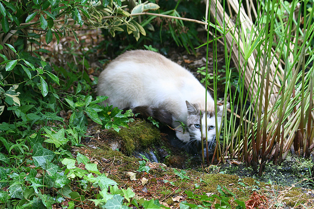 Voleur d'eau