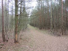 Waldweg am Klosterrundweg