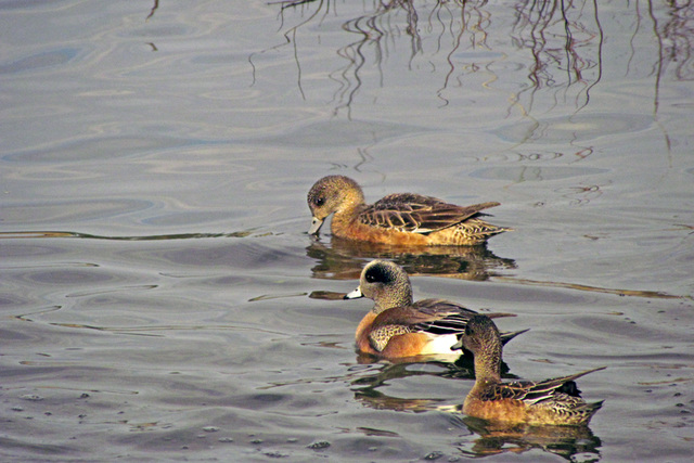 American Widgeons