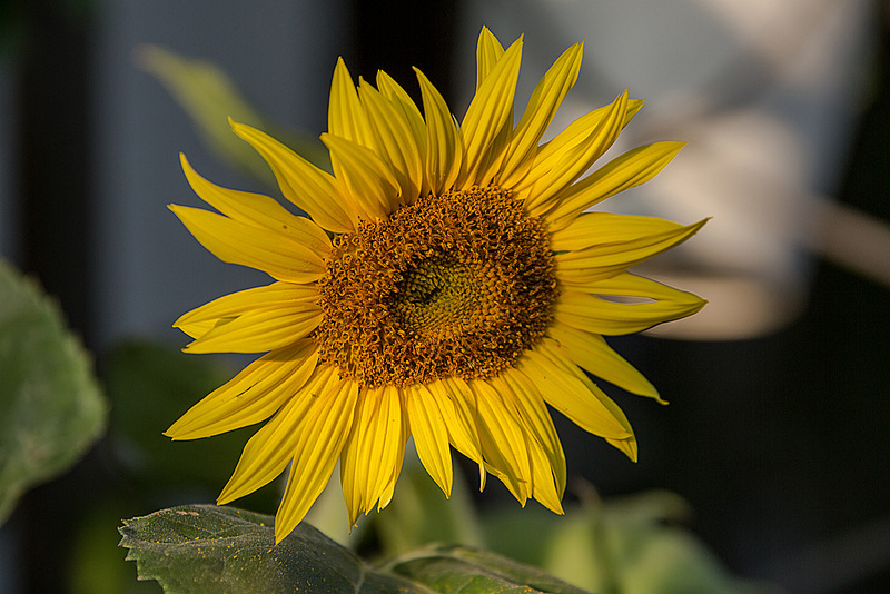 20150809 8472VRAw [D~RI] Sonnenblume (Helianthus annuus), Rinteln