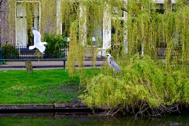 Heron vs. Gull