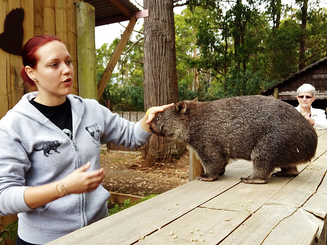Waddles the wombat ambassador