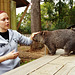 Waddles the wombat ambassador