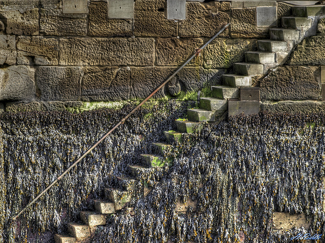 Scarborough Harbour old steps