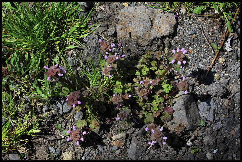 Lamium purpureum (1)